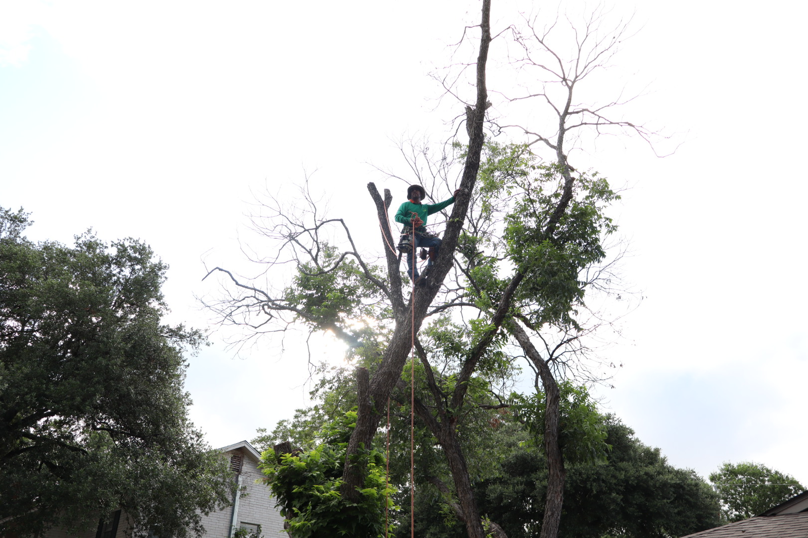 Ortiz Tree Service project photo