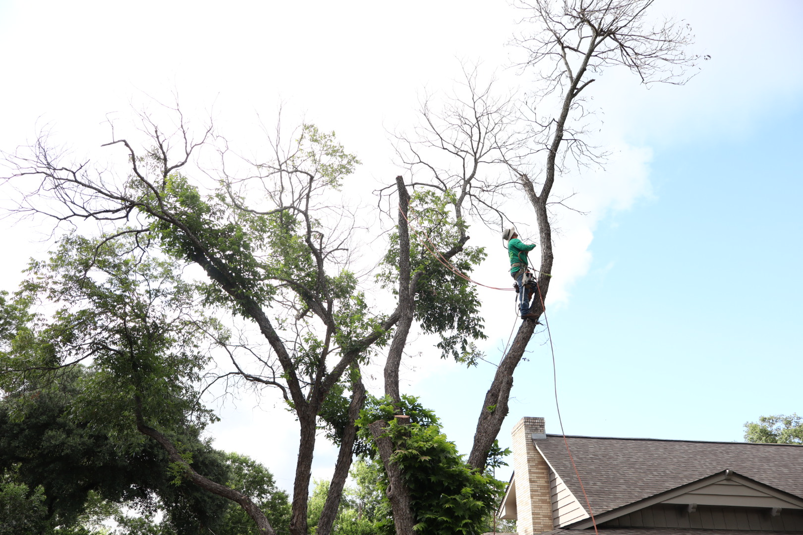 Ortiz Tree Service project photo