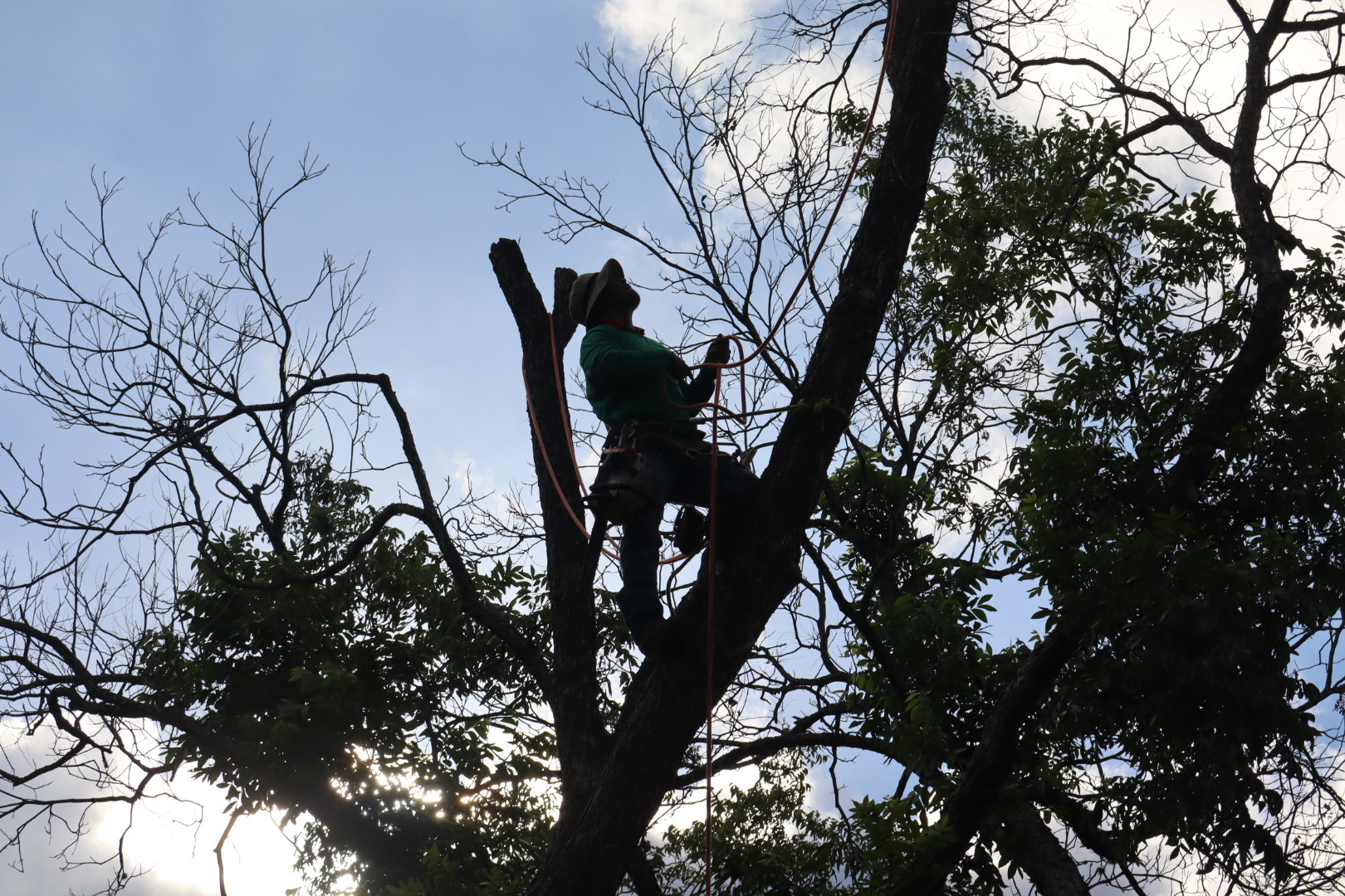 Ortiz Tree Service project photo