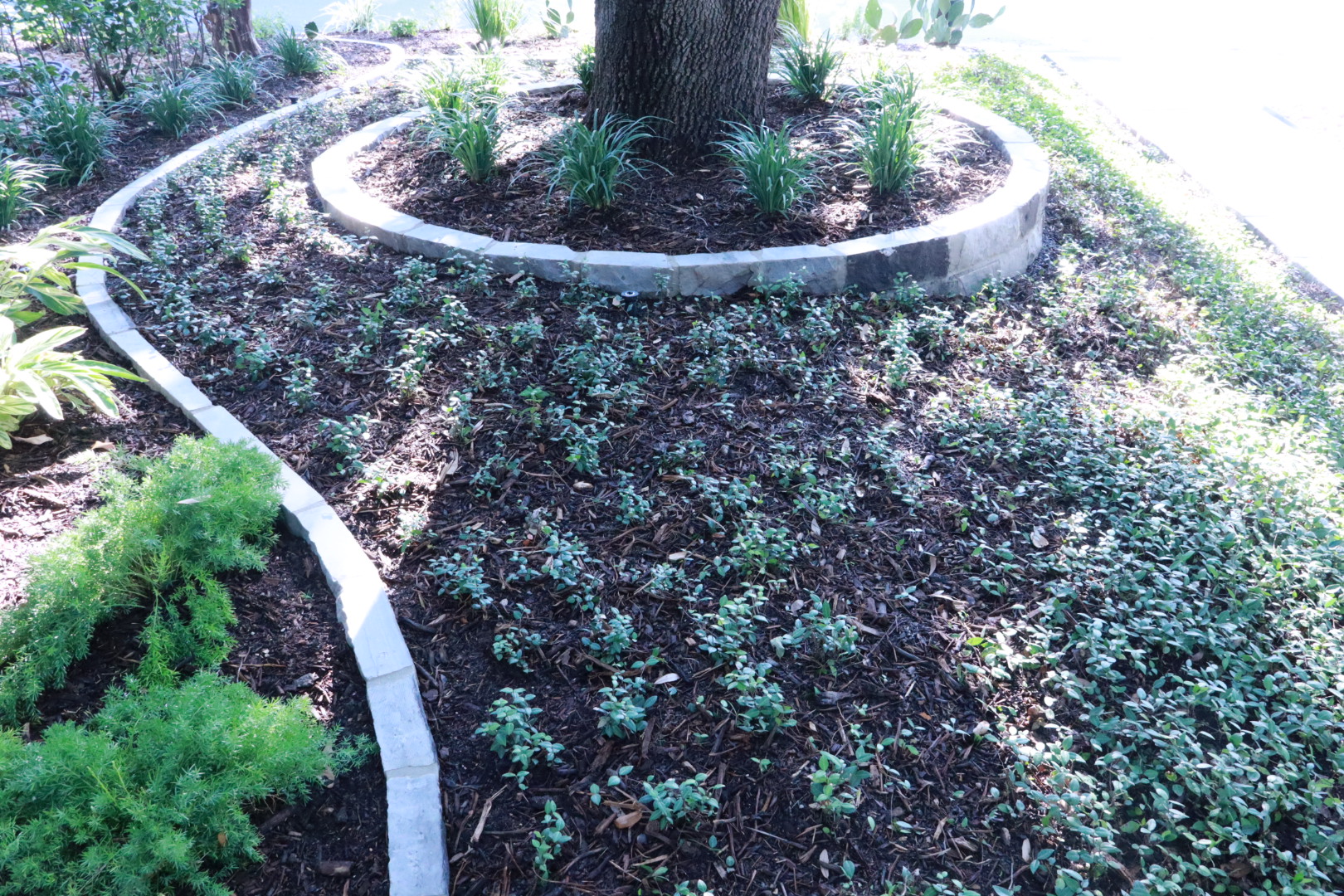 Ortiz Tree Service project photo