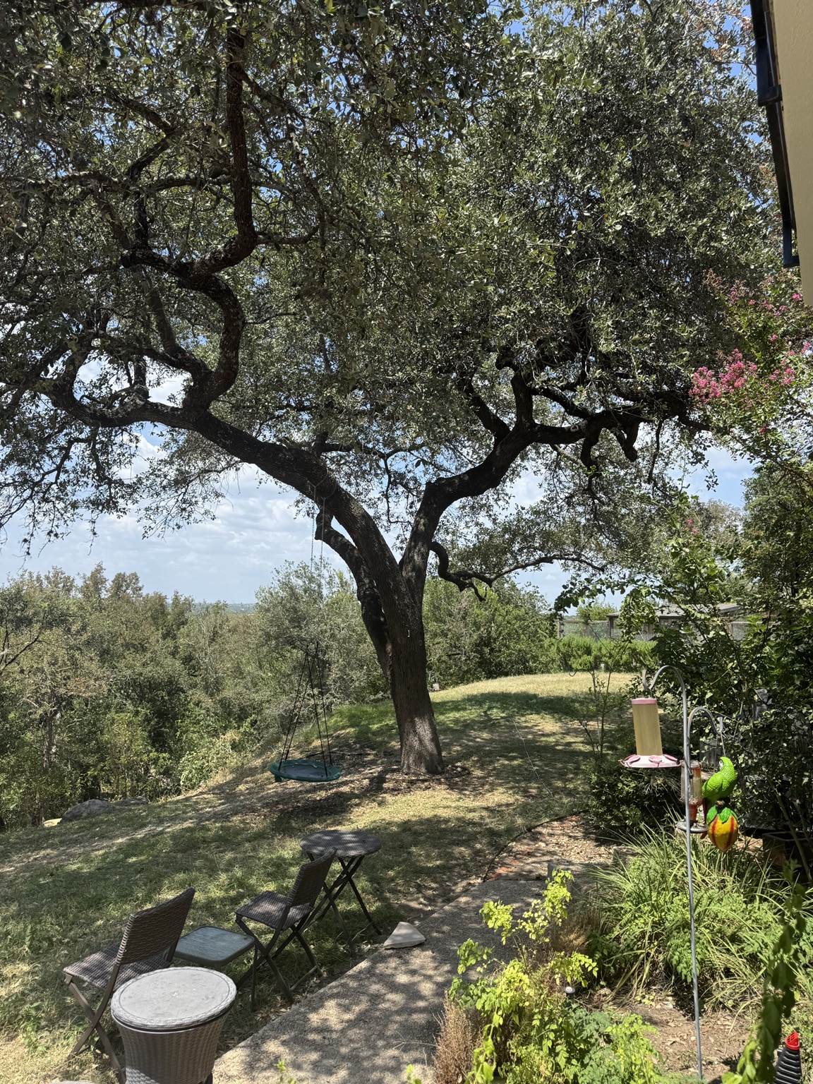 Backyard tree canopy beside the house