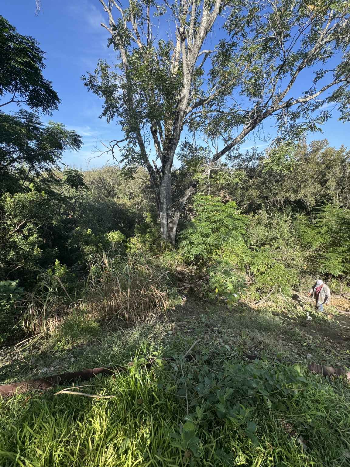 Tree and dense vegetation on the backyard slope