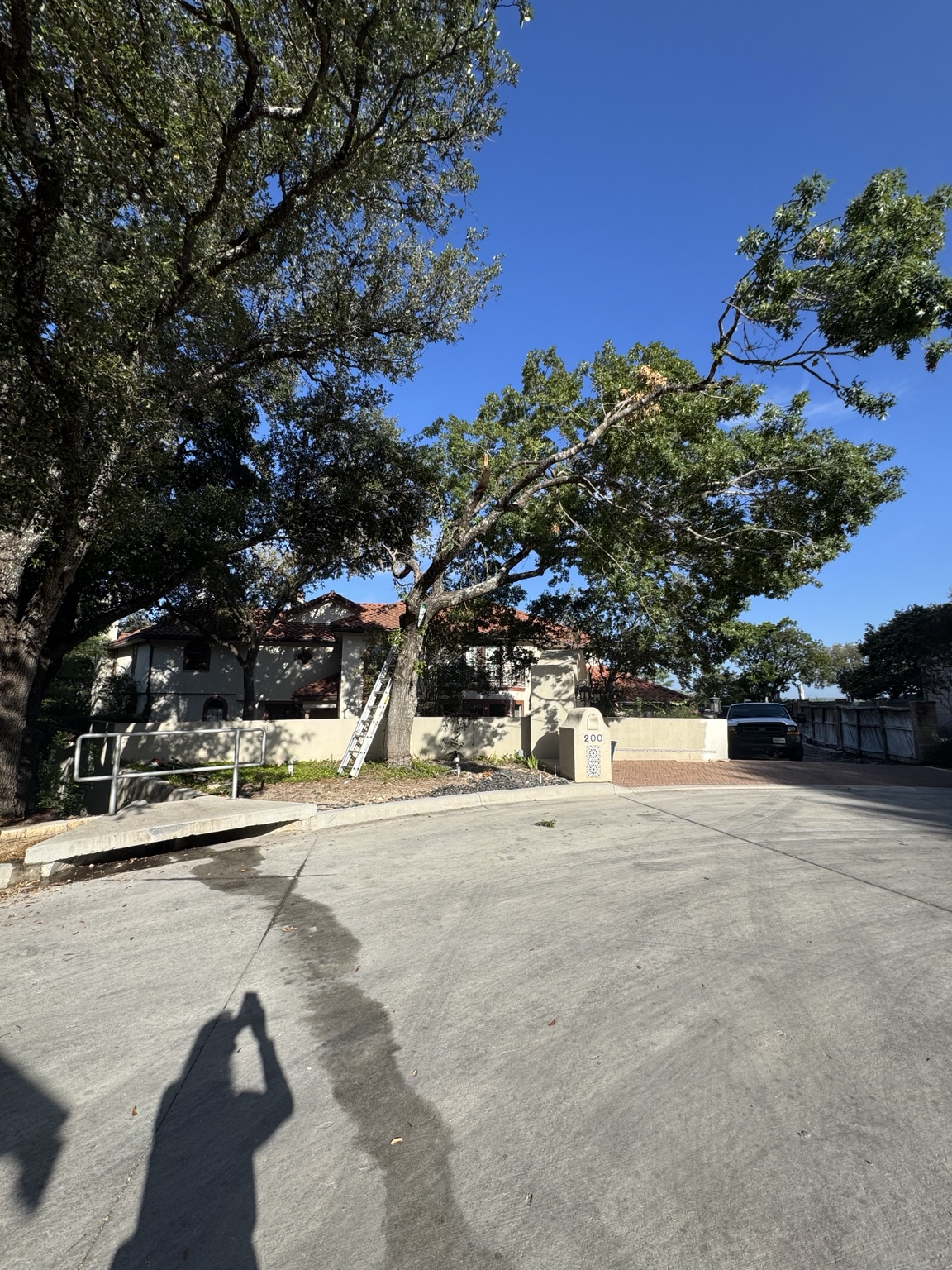 Street view of the front tree