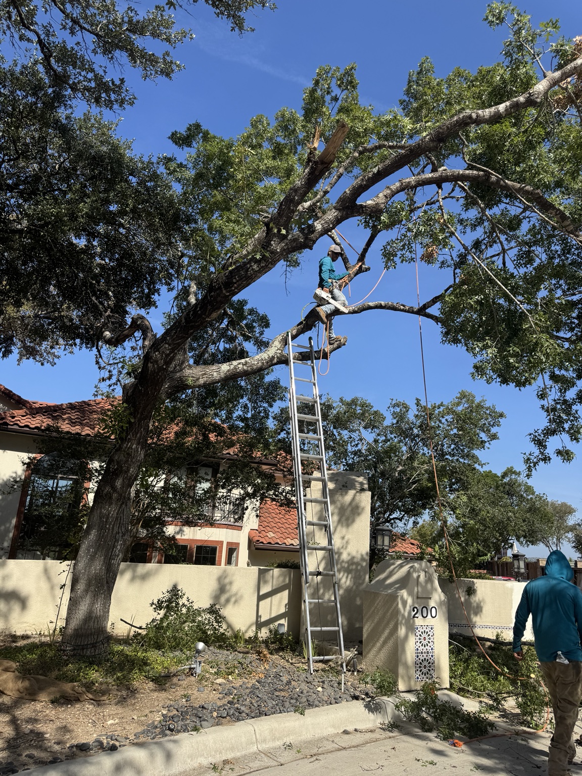 Front tree before removal