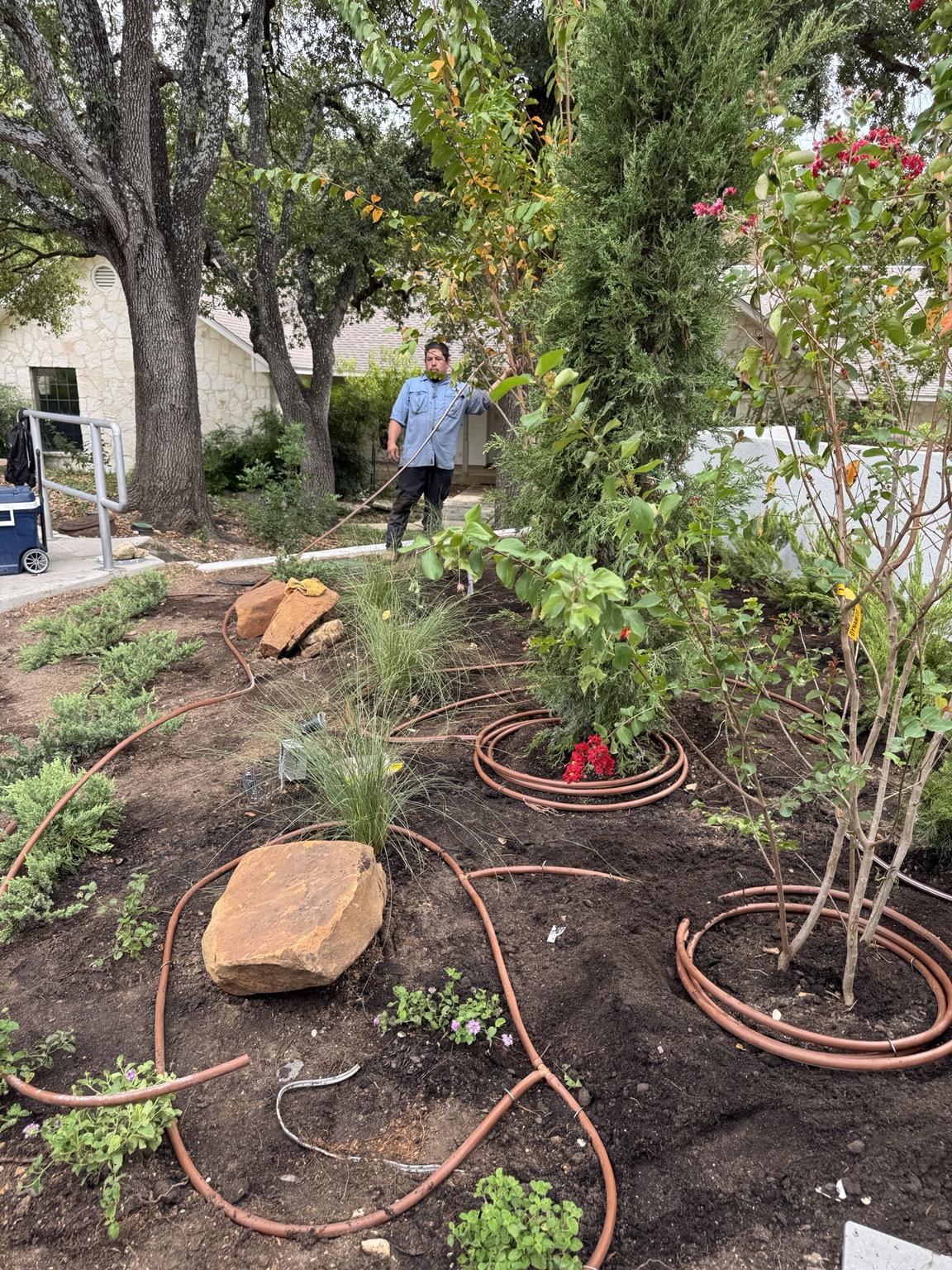 Irrigation tubing around the new front-bed planting